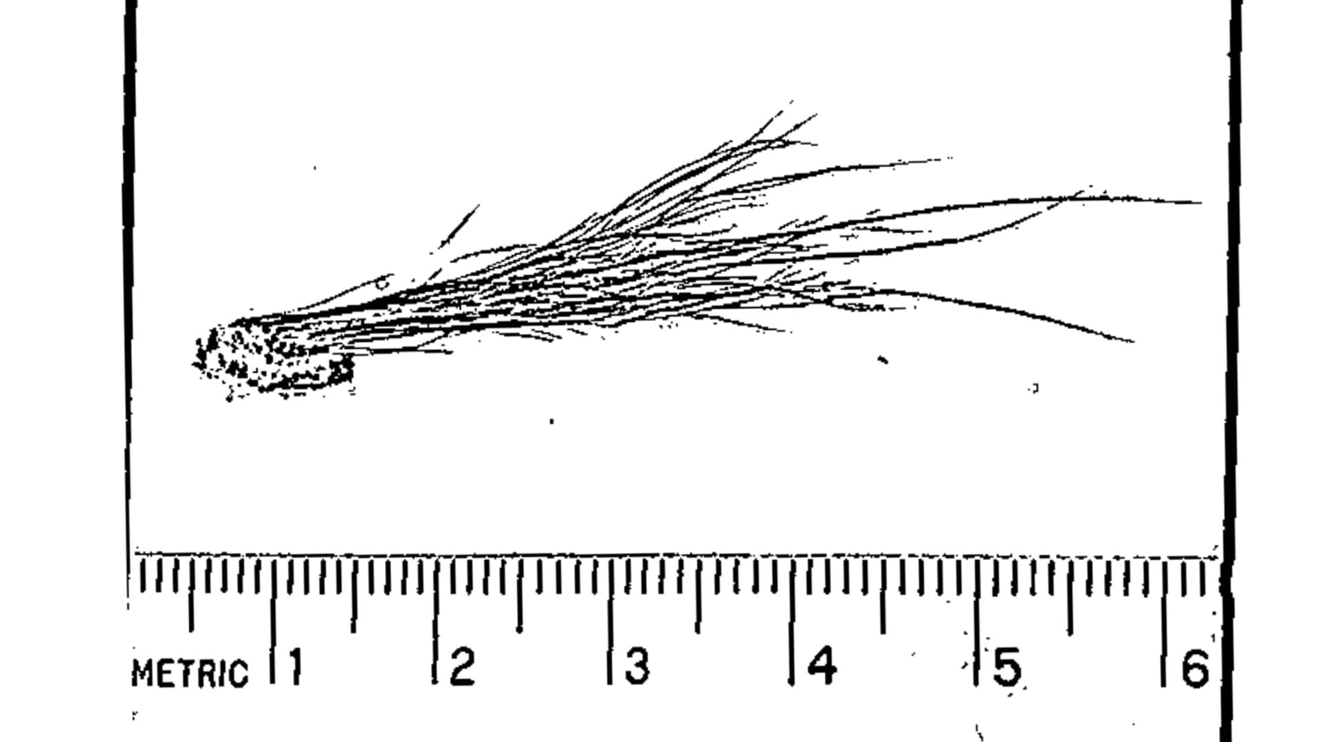 A small bundle of thin, hair-like fibers placed next to a metric ruler showing a length of about 3 centimeters.